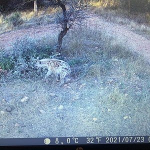 Spotted Hyena Trail Camera South Africa