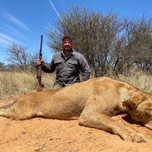 Lioness Hunting South Africa