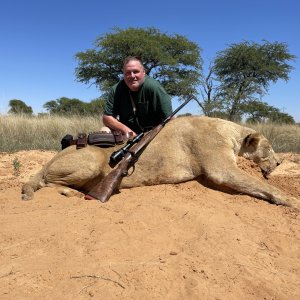 Lioness Hunt Kalahari South Africa