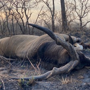 Lord Derby Eland Hunting Cameroon