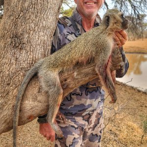 Vervet Monkey Bow Hunt South Africa