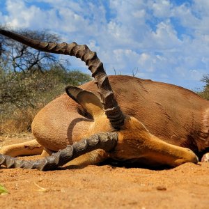 Impala Bow Hunt South Africa