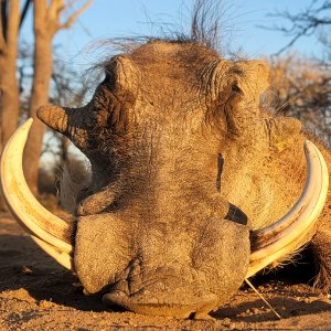 Warthog Bow Hunt South Africa