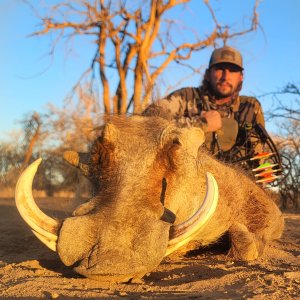 Warthog Bow Hunt South Africa