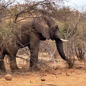 Elephant Makuya Game Park Greater Kruger South Africa