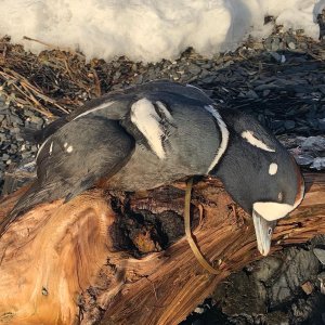 Barrow's Goldeneye Bird Hunting Anchorage Alaska