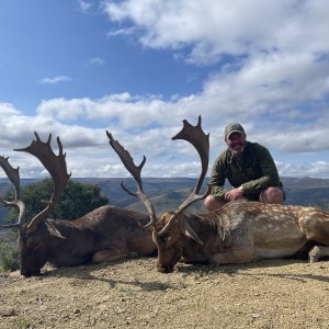 Fallow Deer Hunting Eastern Cape South Africa