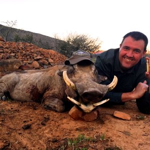 Warthog Hunting Karoo South Africa