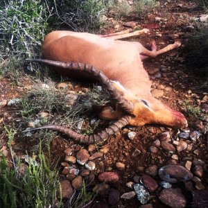 Impala Hunting Karoo South Africa