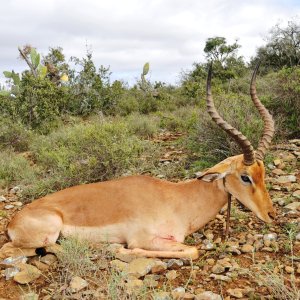 Impala Hunting Karoo South Africa