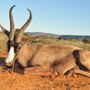 Black Springbok Hunt Karoo South Africa