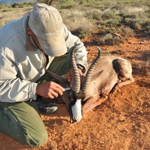 Black Springbok Hunt Karoo South Africa