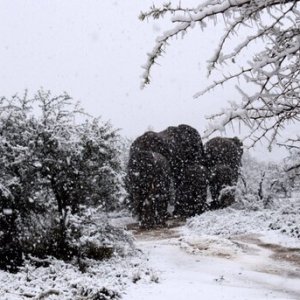 Snow Eastern Cape South Africa