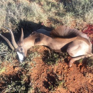 Black Springbok Hunting Karoo South Africa