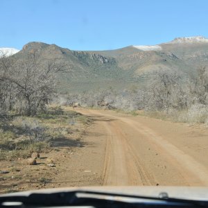 Blue Wildebeest Karoo South Africa