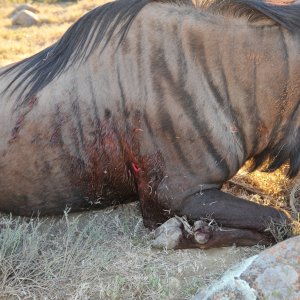 Blue Wildebeest Hunt Karoo South Africa
