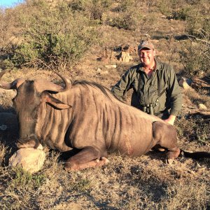 Blue Wildebeest Hunt Karoo South Africa