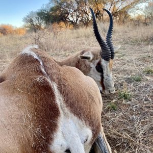 Springbok Hunting Namibia