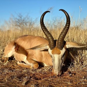 Springbok Hunting Namibia