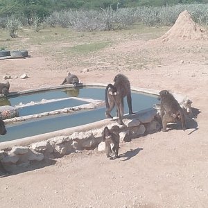 Baboons Namibia