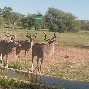 Kudu Namibia