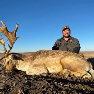 Fallow Deer Hunting South Africa