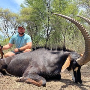 Sable Hunting South Africa