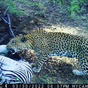 Leopard Trail Camera