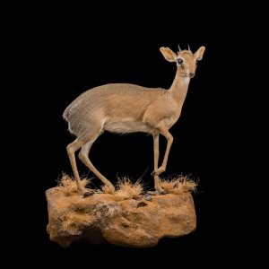 Dik Dik Full Mount Taxidermy