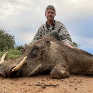 Warthog Hunting South Africa