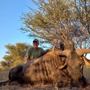 Blue Wildebeest Hunting Botswana