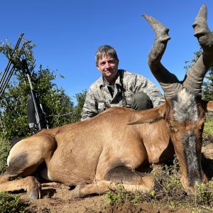 Red Hartebeest Hunting South Africa