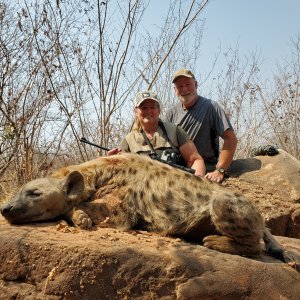 Spotted Hyena Hunting Zimbabwe