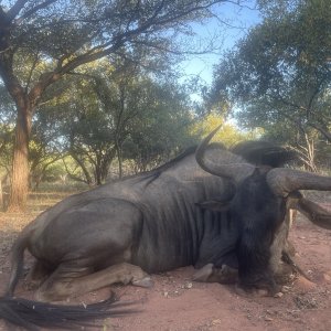 Blue Wildebeest Hunting South Africa