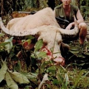 White Asian Buffalo Hunting