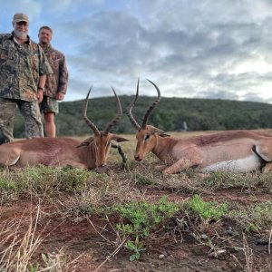 Impala Hunt Eastern Cape South Africa