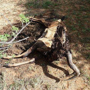 Red Hartebeest Carcass