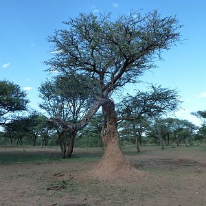 Leopard Tree