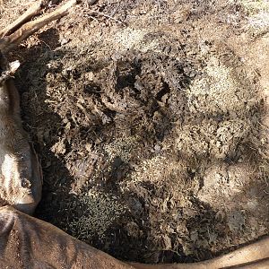 Maggots on Hartebeest Carcass