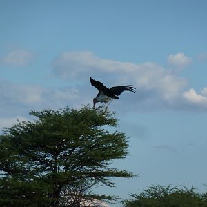 Marabou Namibia