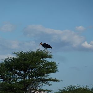 Marabou Namibia