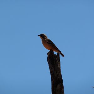 Bird Namibia