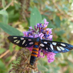 Fly Namibia