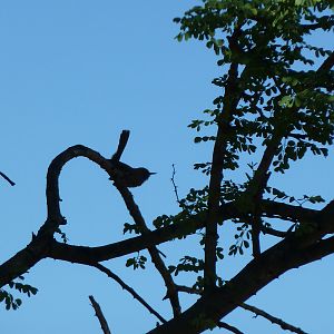 Bird Namibia