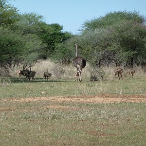 Ostrich Namibia