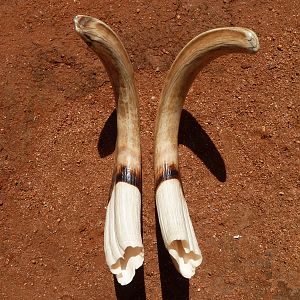 Warthog Tusks