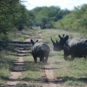 White Rhino