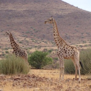 Giraffes