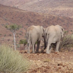 Elephants