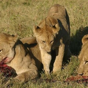 Lionesses kill Crocodile